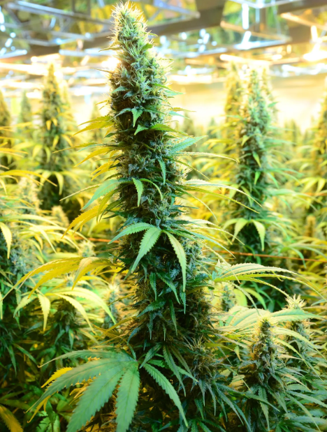 How to Choose a Trusted Medical Cannabis Source Online