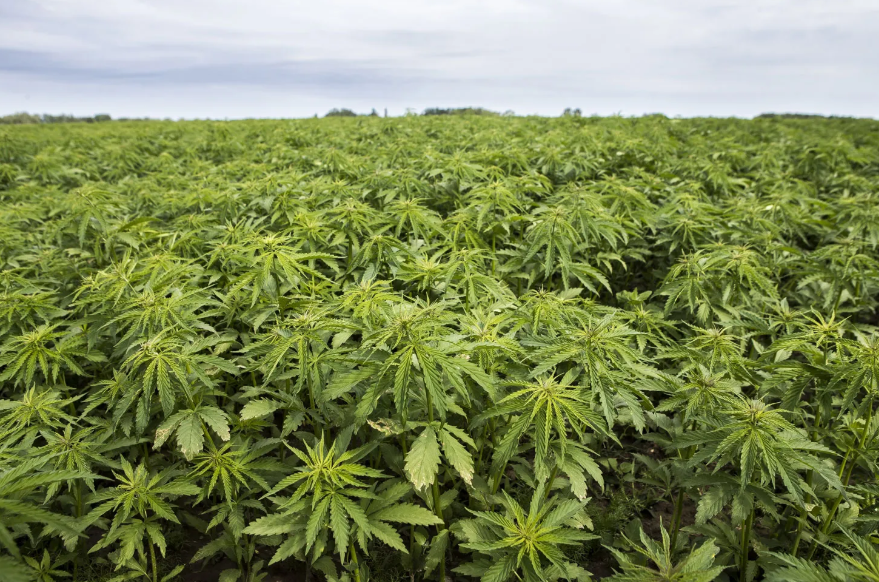 Best Cannabis Strains for Relaxation